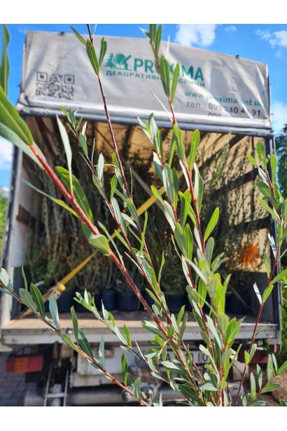 Ива пурпурная - 5л/вис.140-160 см/Ø 80-100 см